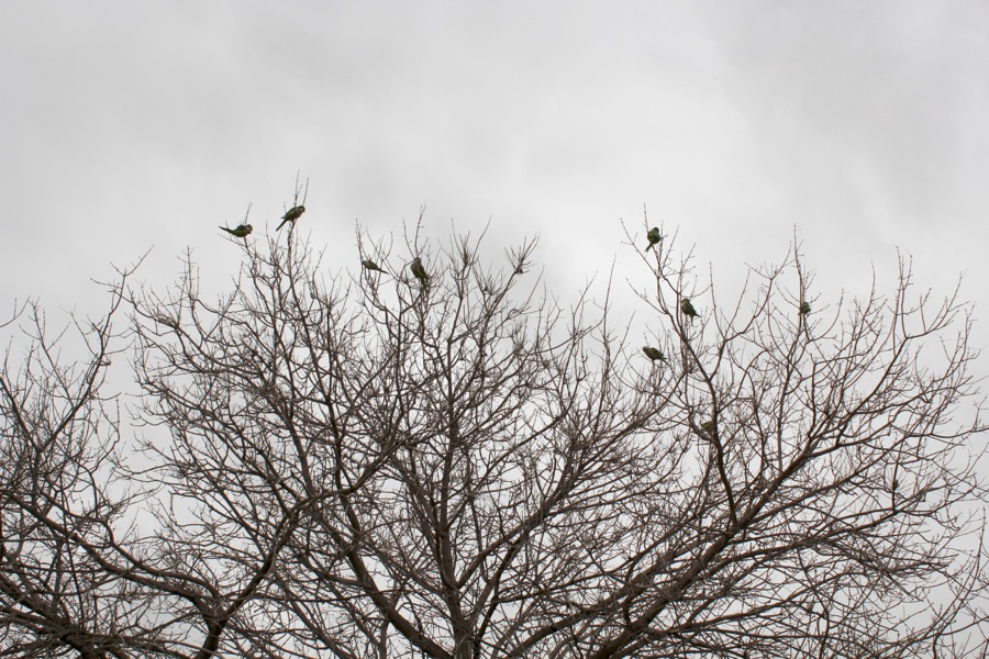 foto-alberto-romero-arbol